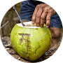 Coconut Nectar.