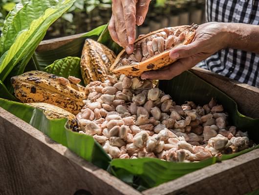 Raw cacao.